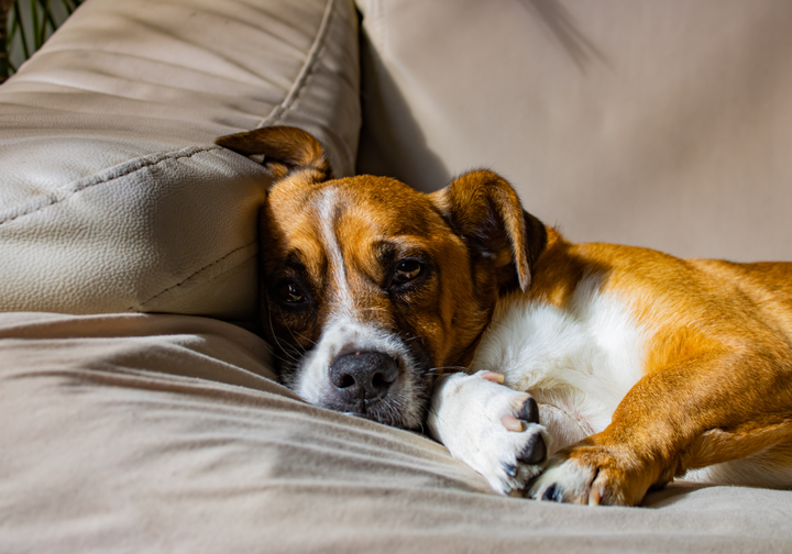 Cozy Comfort: The Best Pet Beds