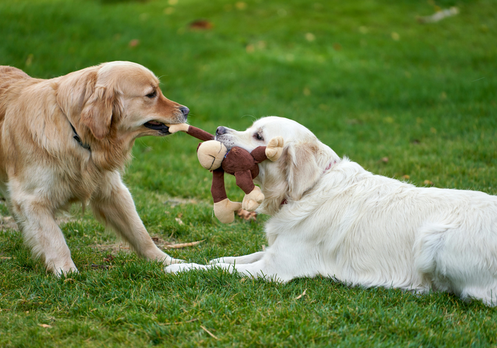 Playful Moments: Best Pet Toys