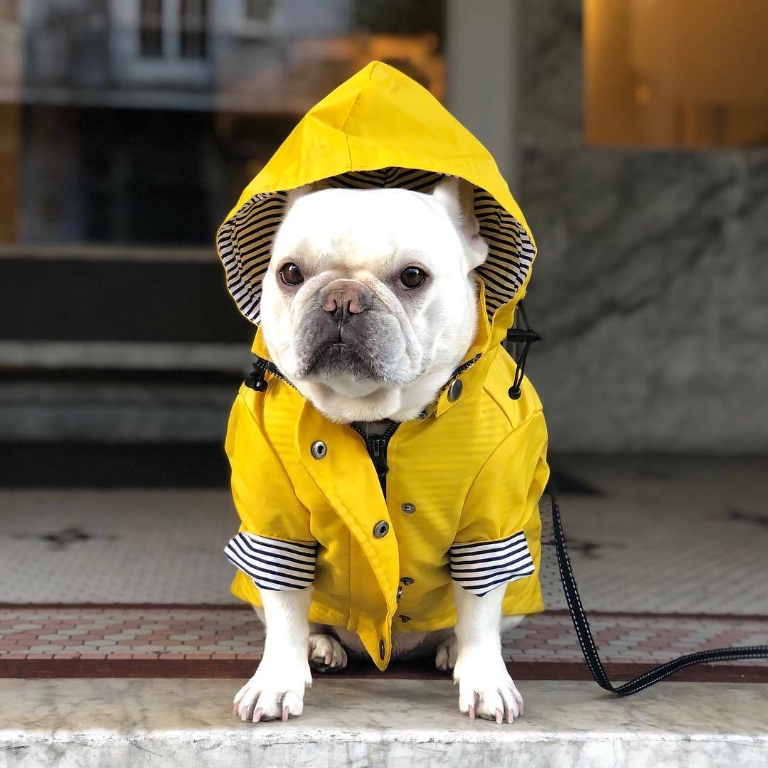 Dog Raincoat Clothes