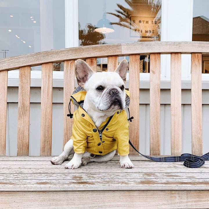 Dog Raincoat Clothes