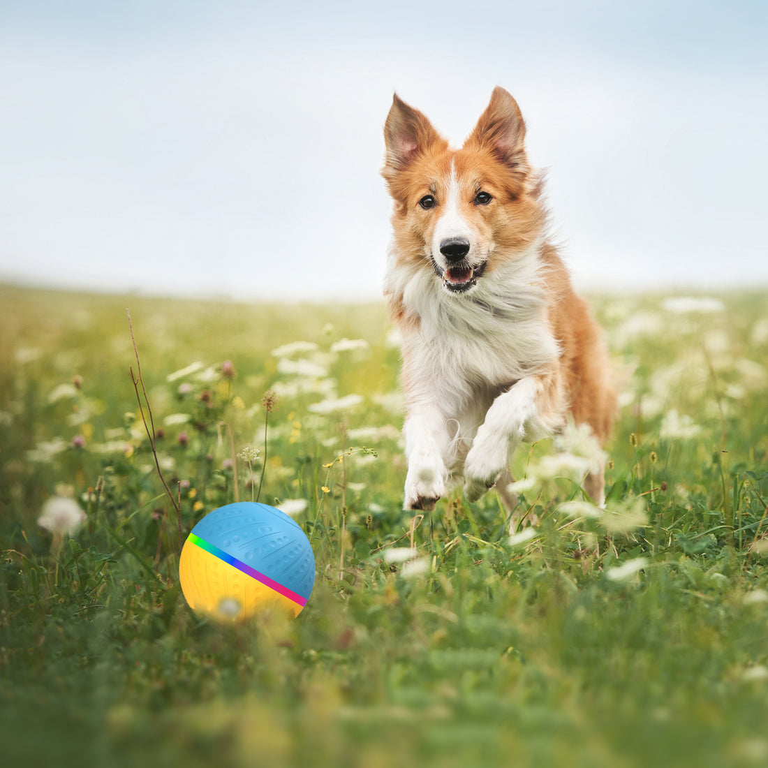 Dog Bite-Resistant Remote Control Ball